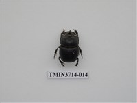 藏品(爪哇大黑糞金龜)的圖片